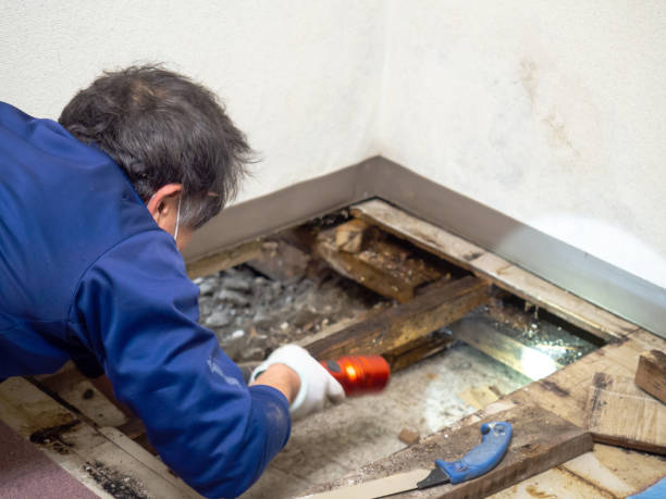 Mold Testing and Removal in Freeport, PA