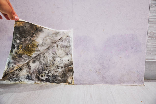 Best Mold Damage Repair  in Freeport, PA